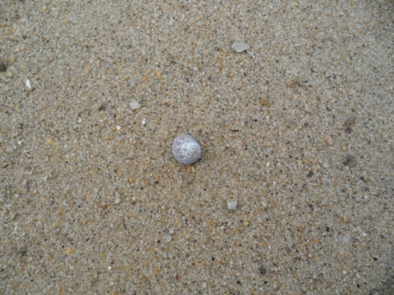 Coquillage